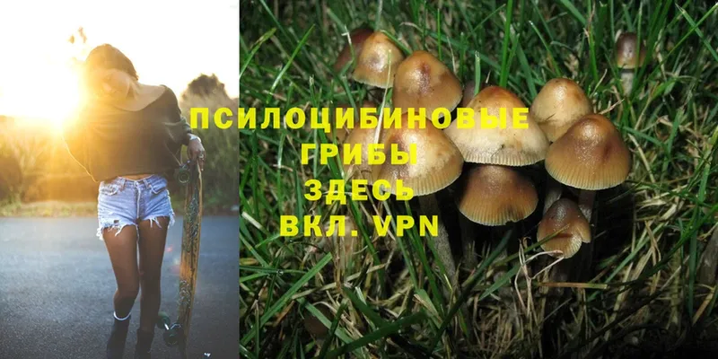 где найти   Югорск  Галлюциногенные грибы MAGIC MUSHROOMS 